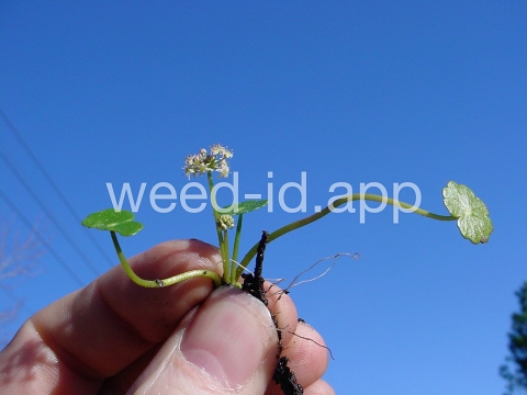 pennywort, whorled